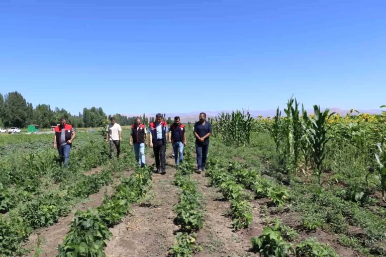 agrida sebze fideleri denetimi ePDUcc1b