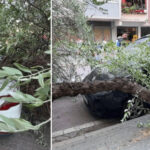 avcilarda uc agac siddetli ruzgar nedeniyle devrildi XY5ZNgz1