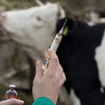 hayvancilikta sap krizi ureticiler destek istiyor 3qWhjECq