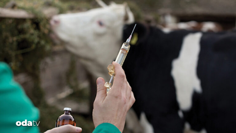 hayvancilikta sap krizi ureticiler destek istiyor 3qWhjECq