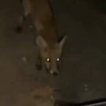 inegolde surucu tilkiyi cipsle besledi B7ivABGT