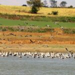 leyleklerin gocu basladi 4tgYszdk