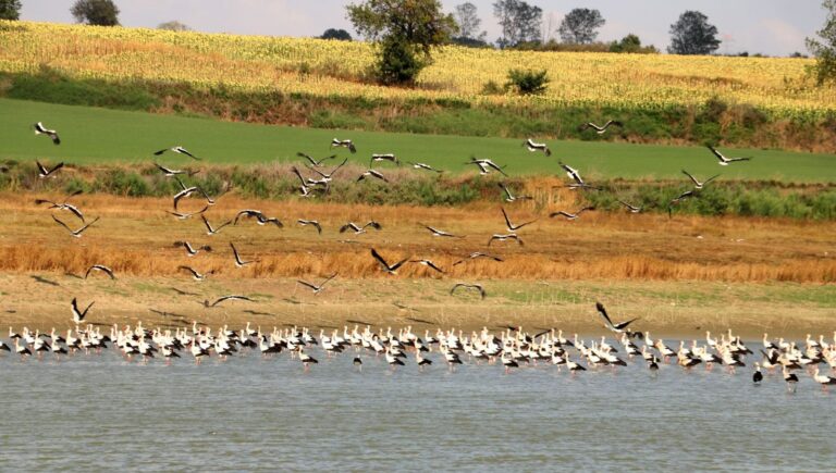 leyleklerin gocu basladi 4tgYszdk