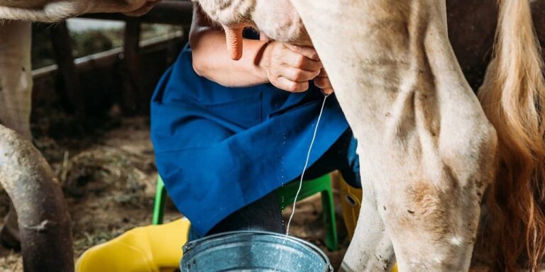 sut ureticileri isyanda litresi 10 liradan veriyoruz bize damlamiyor 2UWzbQtA