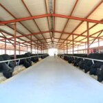 yeni hayvancilik projesi ile iki kat kazanc nnbFAfKR