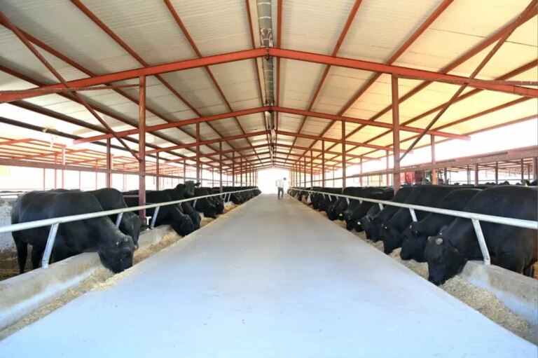 yeni hayvancilik projesi ile iki kat kazanc nnbFAfKR