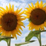 aycicek alim fiyati aciklandi DZBrhcTW