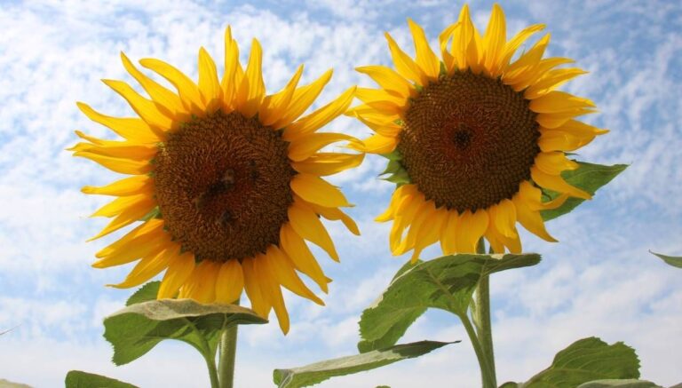 aycicek alim fiyati aciklandi DZBrhcTW