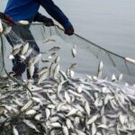 aydinda su urunleri av sezonu aciliyor fsjxiUMI