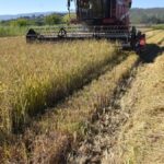 boyabatta celtik hasadi basladi 14 bin ton urun bekleniyor eL491T47