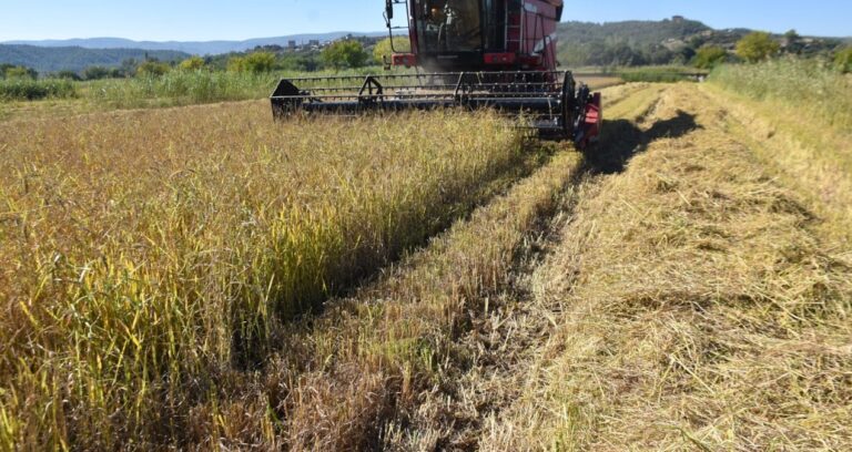 boyabatta celtik hasadi basladi 14 bin ton urun bekleniyor eL491T47