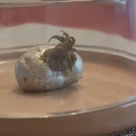 internette yeni gizem goktasindan cikan uzayli videolari tartisiliyor vFUIy5JR