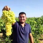 isabey uzumunde hasat sezonu Z4vPnXFz