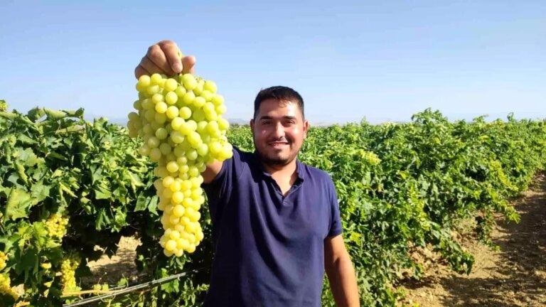 isabey uzumunde hasat sezonu Z4vPnXFz