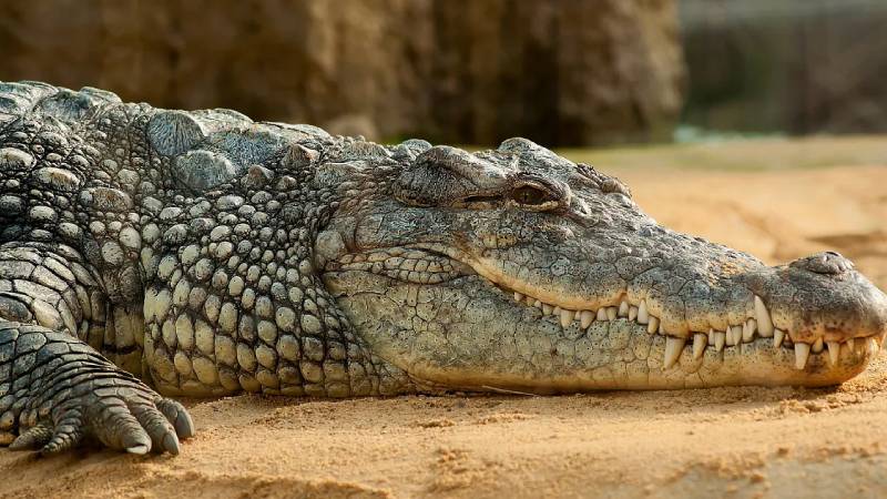 nehirden su doldurdugu sirada timsah saldirisina ugrayan kiz cocugunun cesedine ulasildi uQj2e9is