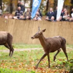 22 kizil geyik samanli daglarinda MKniidll.webp