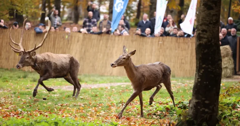 22 kizil geyik samanli daglarinda MKniidll.webp