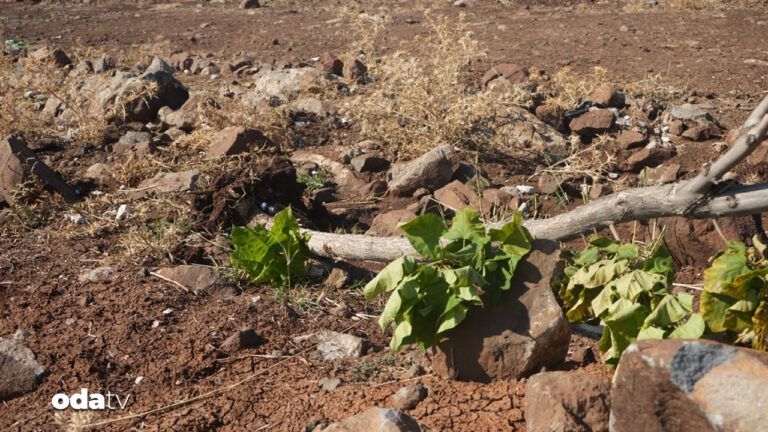diyarbakirda agac kiyimi xLrpYJzy.jpg