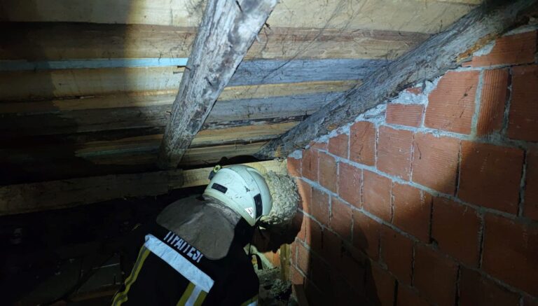 evin catisinda yaban arisi panigi itfaiye ekipleri cikardi BDVKqRXT.jpg