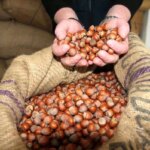 giresunda findik fiyatlari haftayi 315 liradan kapadi QUuMpVFQ