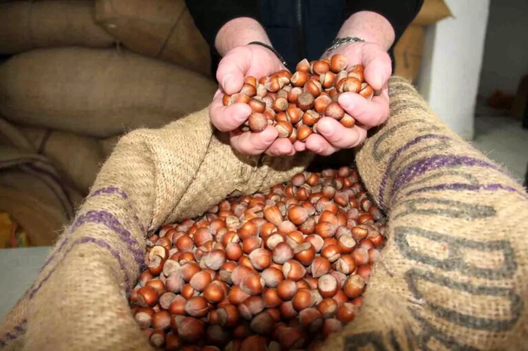 giresunda findik fiyatlari haftayi 315 liradan kapadi QUuMpVFQ