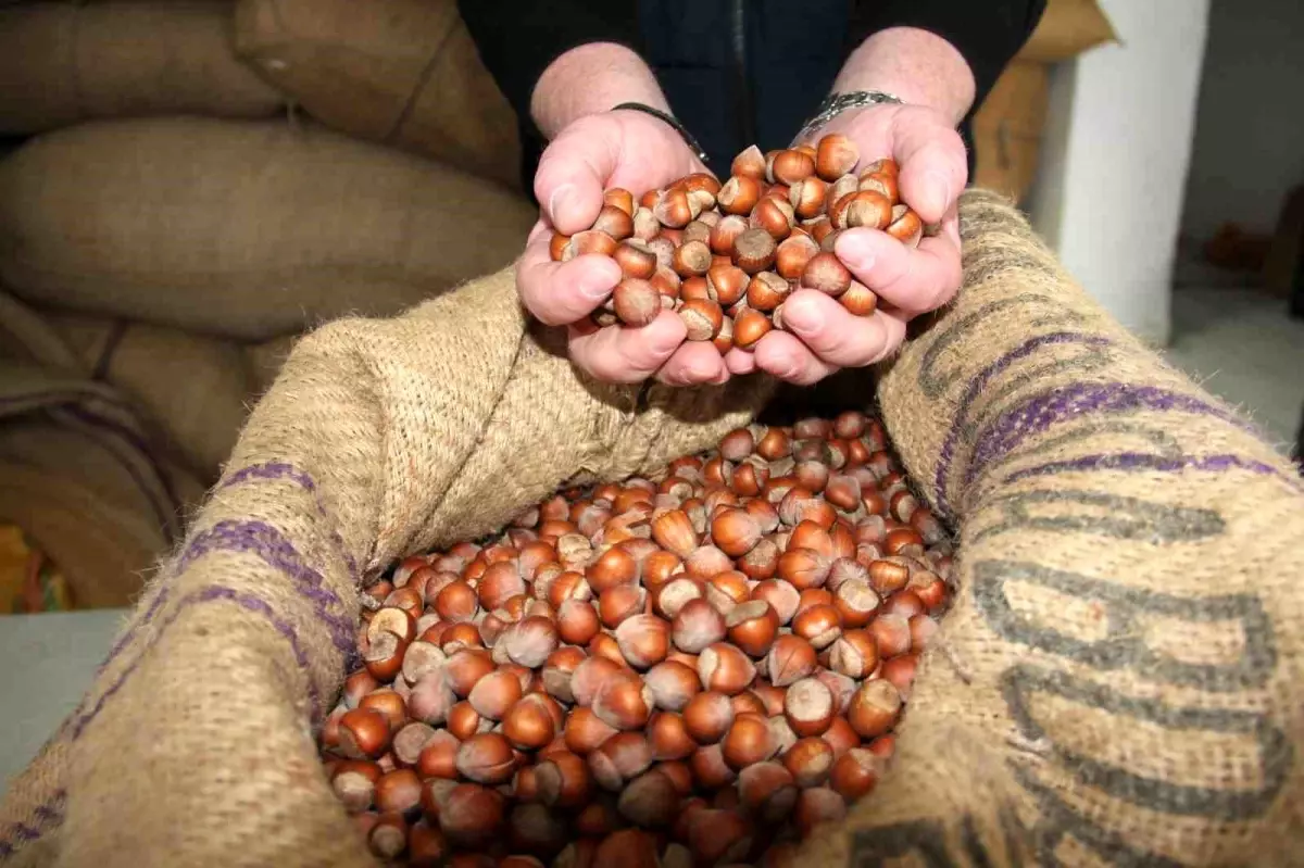 giresunda findik fiyatlari haftayi 315 liradan kapadi QUuMpVFQ