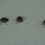 kahverengi kokarca uyarisi cilde temas edilmemeli IFXPJV6d.jpg