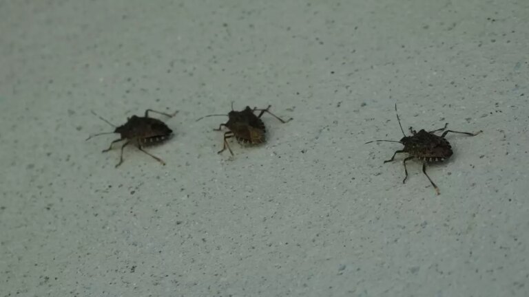 kahverengi kokarca uyarisi cilde temas edilmemeli IFXPJV6d.jpg