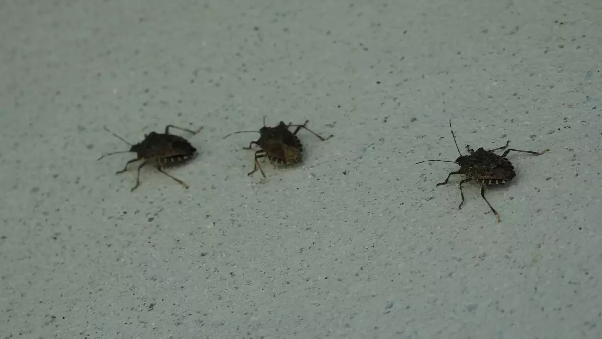 kahverengi kokarca uyarisi cilde temas edilmemeli IFXPJV6d.jpg