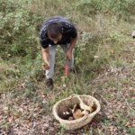 sinopta mantar avi ek gelir kaynagi SPL6cefg.jpg