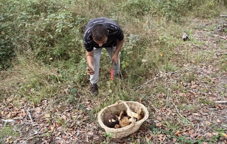 sinopta mantar avi ek gelir kaynagi SPL6cefg.jpg