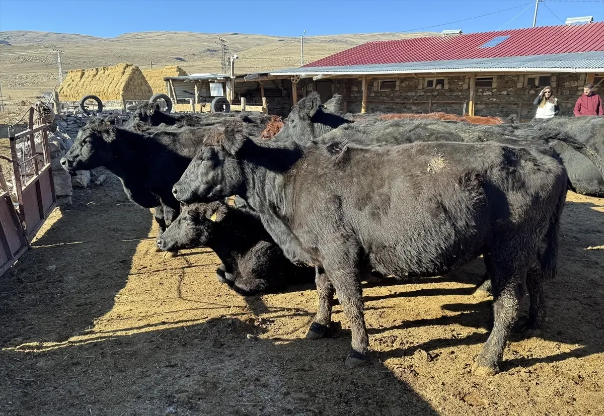 ardahanda-hayvanciliga-destek-projesi-basladi-6vEI9pvm.jpg