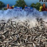 hamsinin fiyati dusmeye devam ediyor 1CyU1mwt.jpg