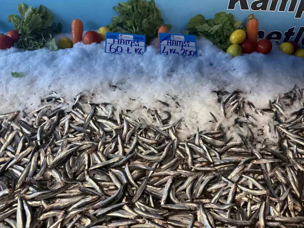 hamsinin fiyati dusmeye devam ediyor 1CyU1mwt.jpg