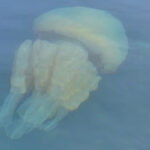 ingiltere kiyilarinda buyuk isgal iyi haberler de var kotu haberler de z9hXsX5S.jpg