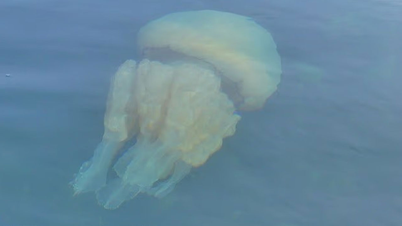 ingiltere kiyilarinda buyuk isgal iyi haberler de var kotu haberler de z9hXsX5S.jpg