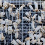 kilosu etle yarisiyor japonlarin gozdesi sedir mantari cikti QKTu8nme.jpg