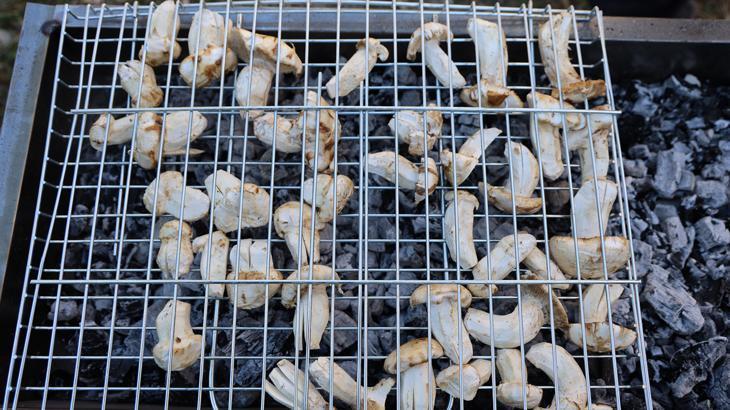 kilosu etle yarisiyor japonlarin gozdesi sedir mantari cikti QKTu8nme.jpg